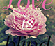 social media illustration for Folger Shakespeare Library 13